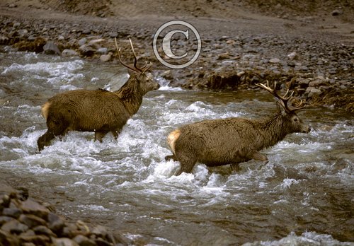 Red Deer Stags  Scotland DM0647